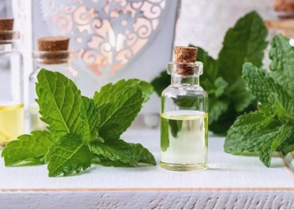 Cách xử lý khi bị rận mèo cắn để giảm đau nhanh chóng.