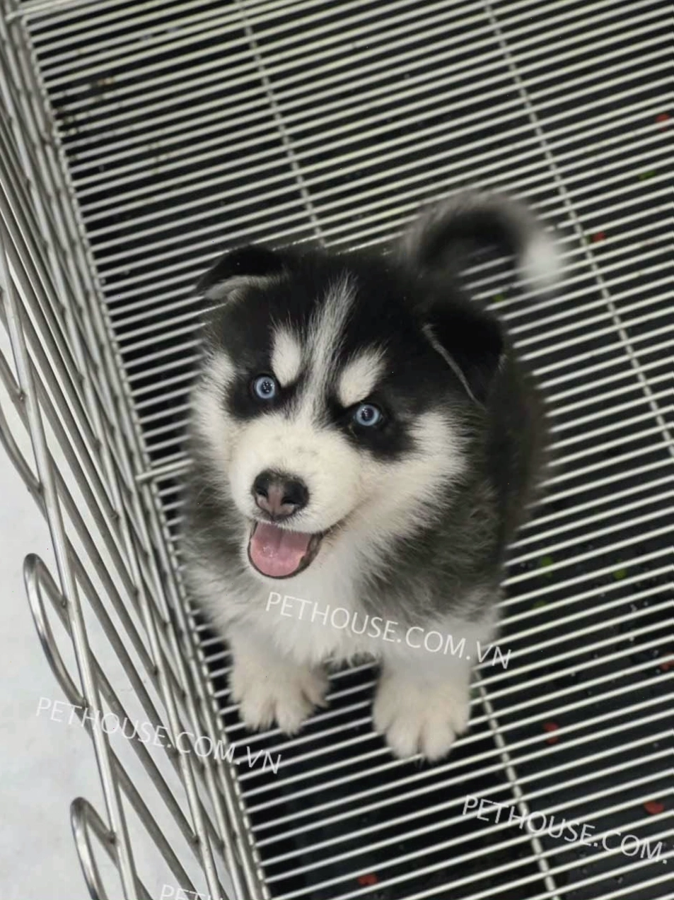 Cận cảnh bộ lông kép dày của Siberian Husky