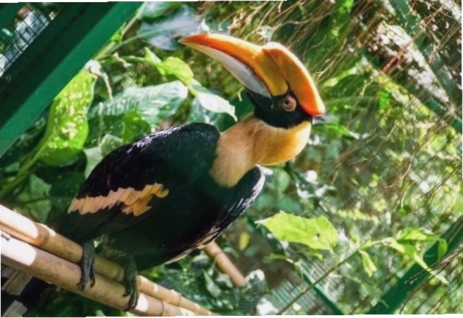 Cận cảnh bộ lông màu cam rực rỡ trên cổ chim hồng hạnh trống