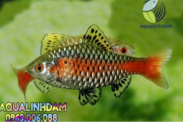Cận cảnh cá mún lửa con mới sinh với kích thước nhỏ bé