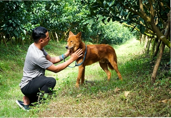 Cận cảnh cấu tạo chân đặc biệt với sáu huyền đề của chó Lài Sông Mã
