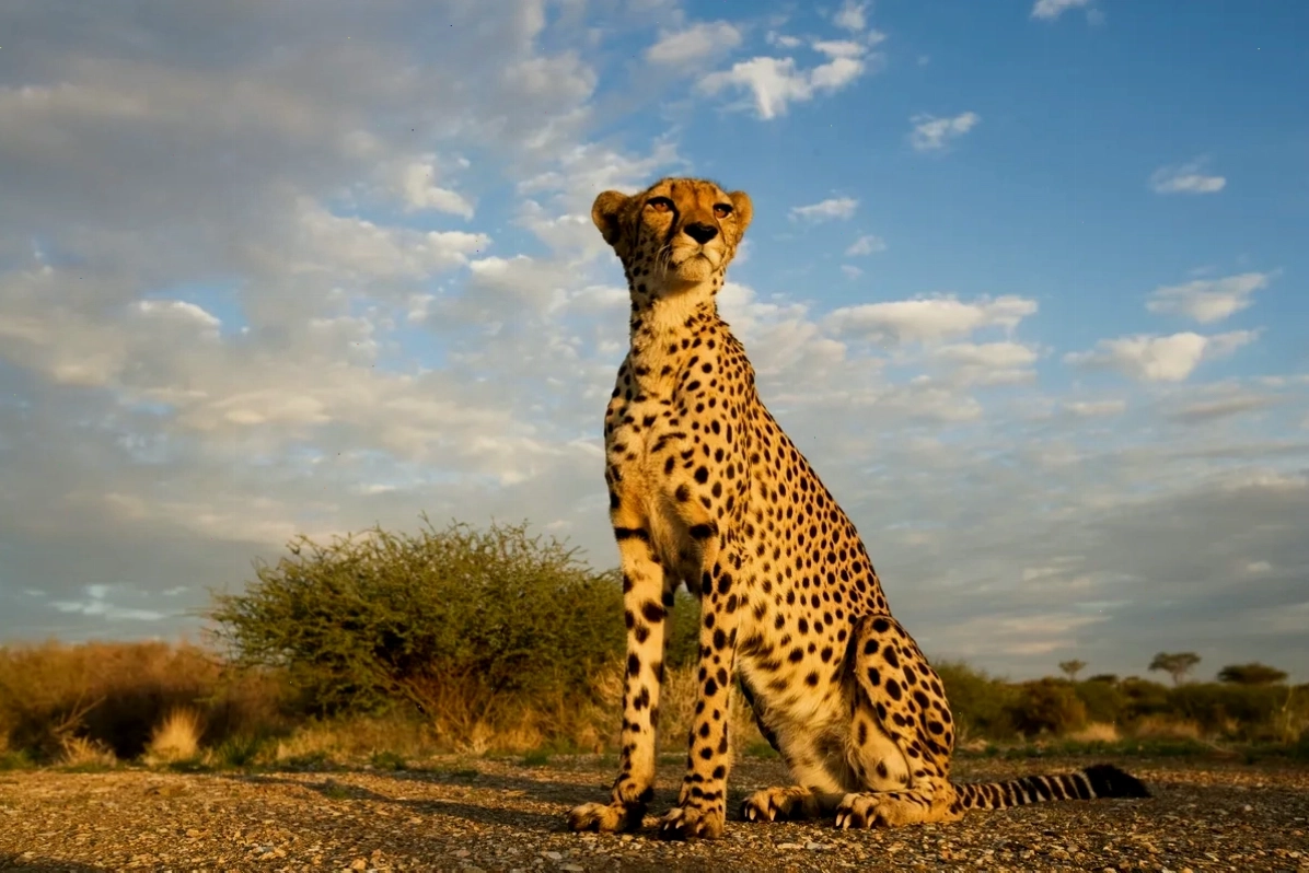 Cận cảnh đốm đen đặc trưng trên cơ thể báo gấm (Cheetah)