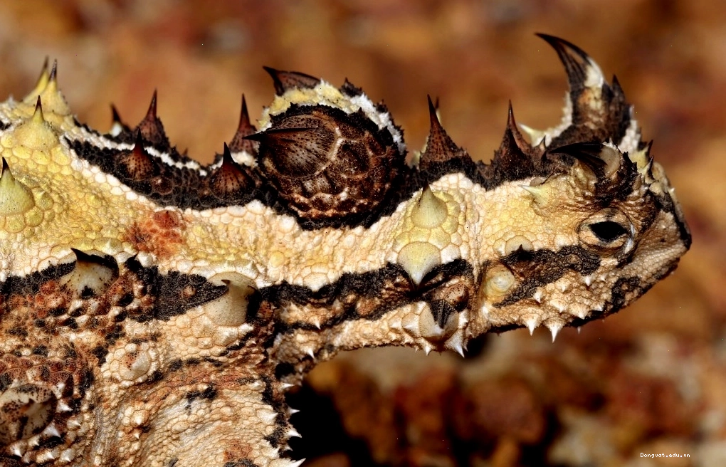 Cận cảnh gai trên đầu Thorny Devil