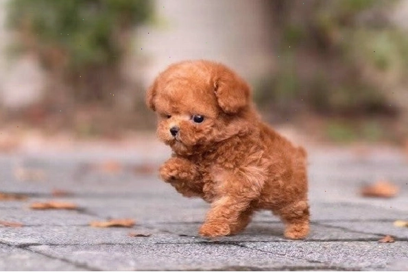 Cận cảnh gương mặt thông minh của chó Poodle Tiny