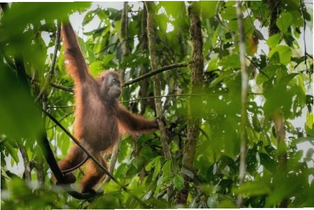 Cận cảnh khuôn mặt của một con orangutan Bornean