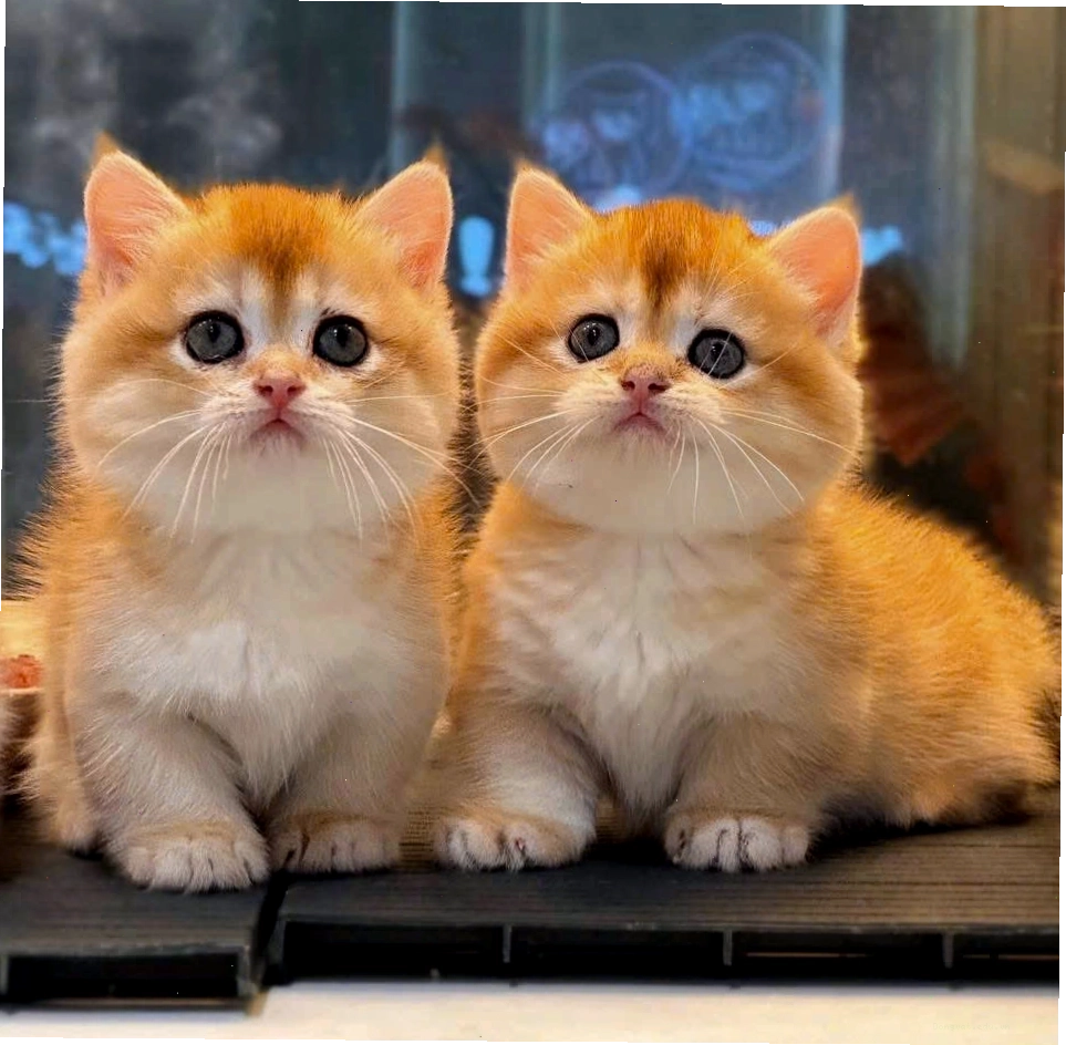 Cận cảnh khuôn mặt đáng yêu của mèo Munchkin chân ngắn