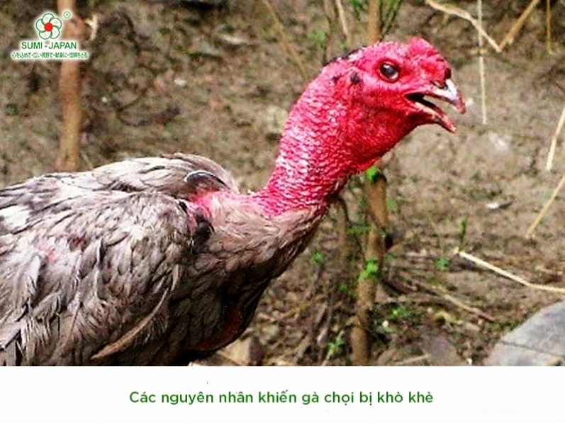 Cận cảnh lá trầu không, một thảo dược quý trong y học dân gian