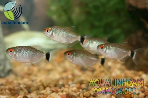 Cận cảnh một chú cá ngân bình