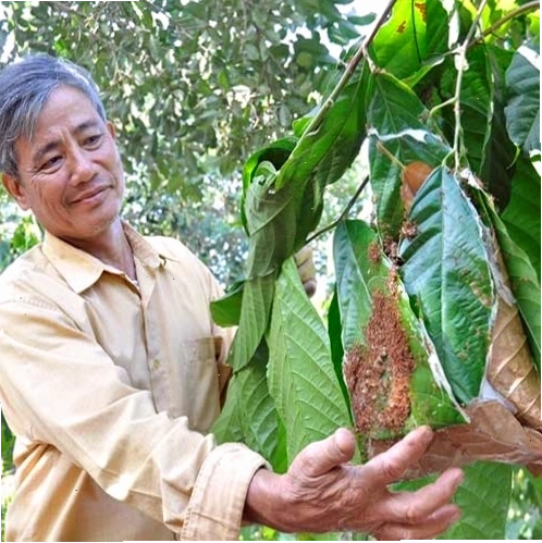 Cận cảnh tổ kiến vàng được làm từ lá cây
