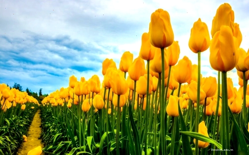 Cận cảnh vẻ đẹp của những cánh hoa tulip hồng mềm mại