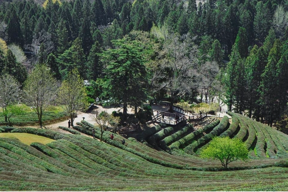 Cánh đồng chè xanh mướt