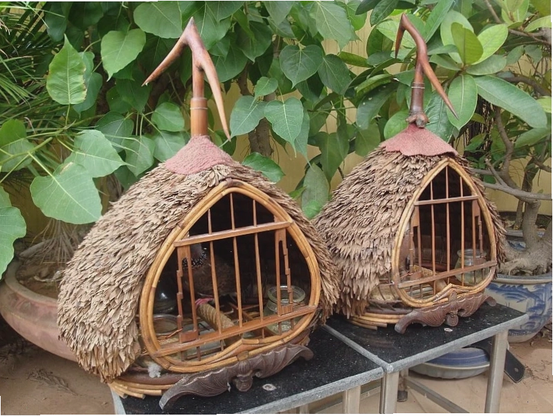 Cặp chim cu gáy cườm rựng ghép đôi