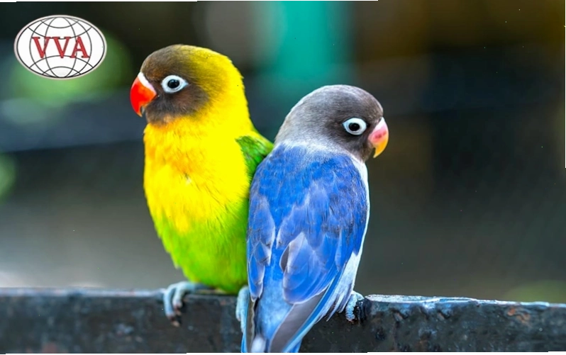 Cặp đôi Vẹt Lovebird quấn quýt thể hiện tình cảm gắn bó