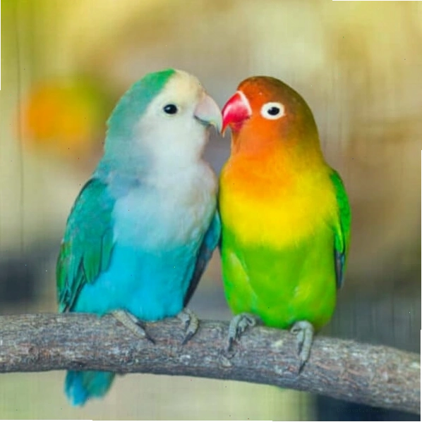 Cặp vẹt Lovebird đáng yêu tại cửa hàng uy tín