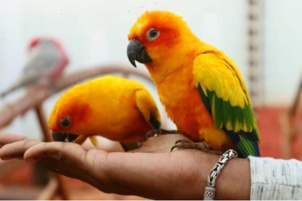 Cặp vẹt Sun Conure trưởng thành đang tương tác với nhau