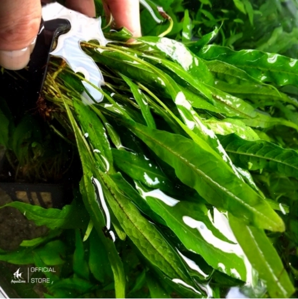 Cắt tỉa lá cây thủy sinh định kỳ