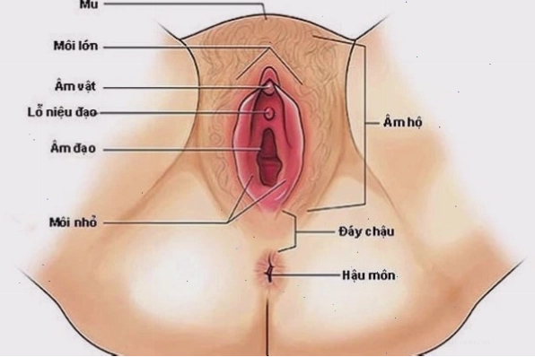 Cấu trúc chi tiết của âm vật phụ nữ