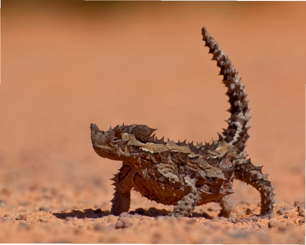 Cấu trúc da của Thorny devil cho phép hấp thụ nước