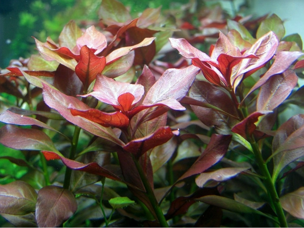 Cây Hồ Liễu tạo thảm xanh dày đặc