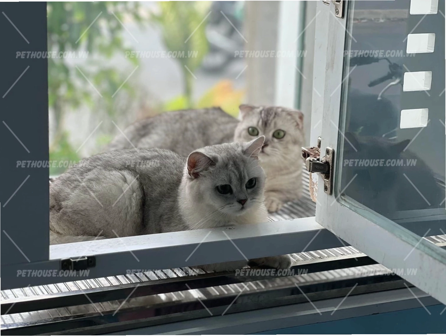 Chải lông cho mèo Silver để bộ lông luôn bóng mượt