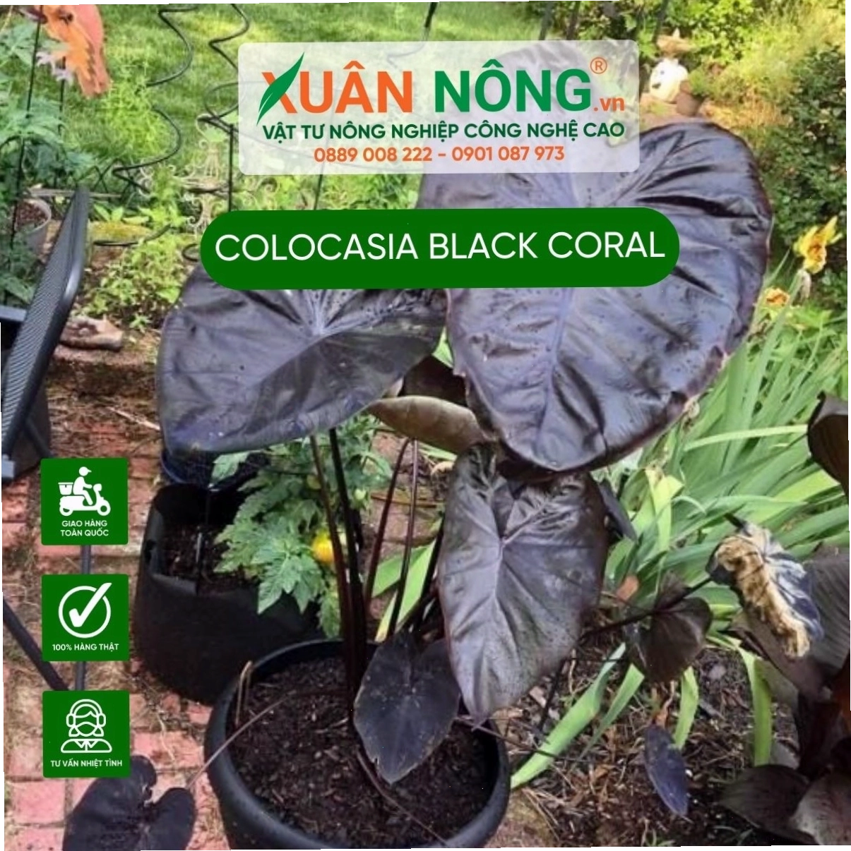 Chăm sóc cây Black Coral bằng cách cắt tỉa lá già