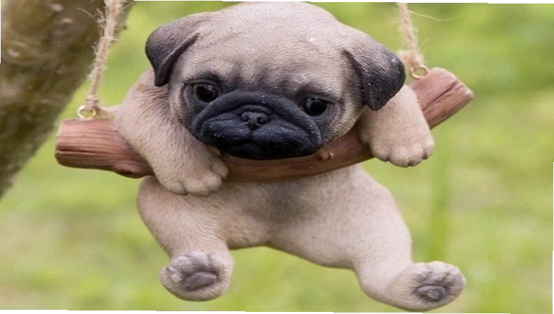 Chăm sóc mắt và tai cho chó Pug, chú ý các vấn đề thường gặp