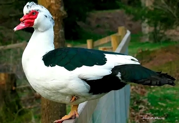 Chăm sóc sức khỏe cho chim cảnh