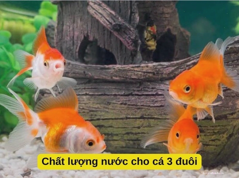 Chất lượng nước cho cá 3 đuôi, bao gồm pH, nhiệt độ, amoniac, nitrit, nitrat.