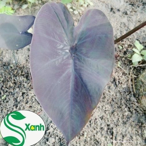 Chậu cây Black Coral con đã tách bụi