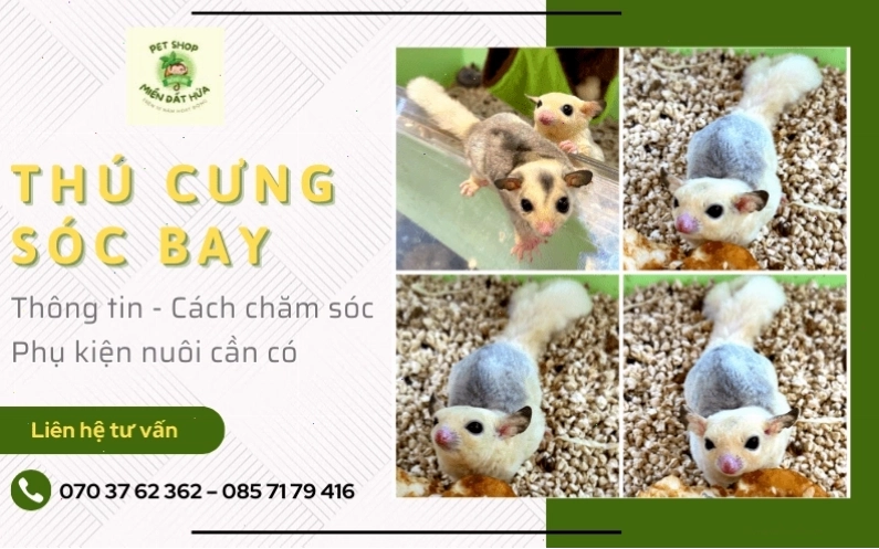Chế biến thức ăn cho sóc bay Úc sạch sẽ