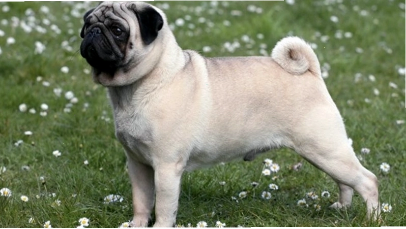Chế độ ăn cho chó Pug trưởng thành giúp duy trì cân nặng và sức khỏe