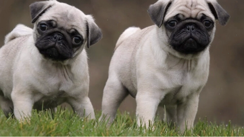 Chế độ ăn cho chó Pug từ 3-6 tháng tuổi với lượng thức ăn tăng dần
