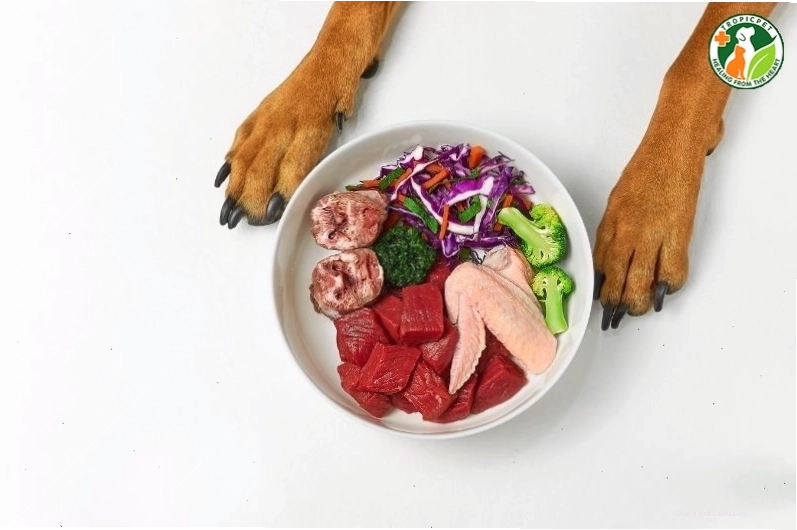 Chế độ ăn giảm cân cho chó