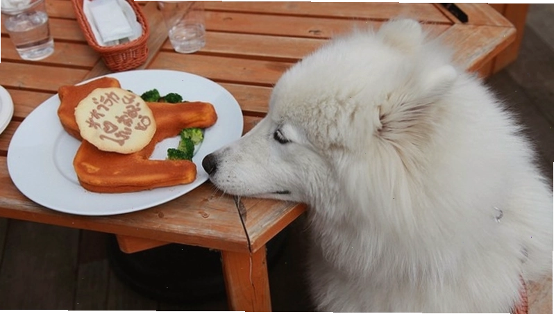 Chế độ ăn uống cân bằng rất quan trọng đối với sự phát triển của chó Samoyed