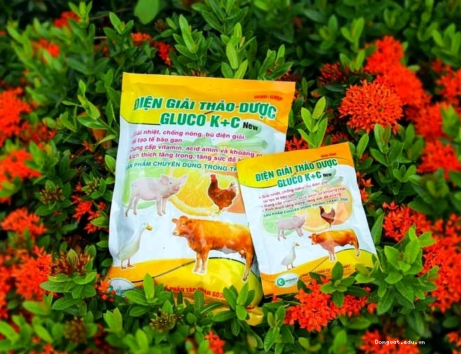 Chế phẩm Gluco K+C dạng dung dịch uống giúp bù nước và điện giải cho heo