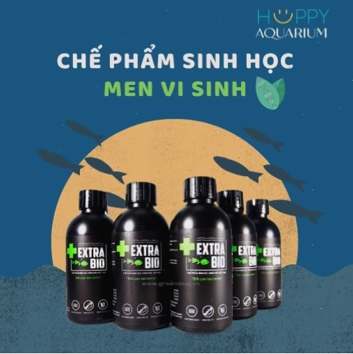 Chế phẩm sinh học và thức ăn chất lượng cao cho cá La Hán