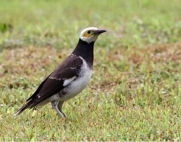 Chim cà cưỡng hót líu lo