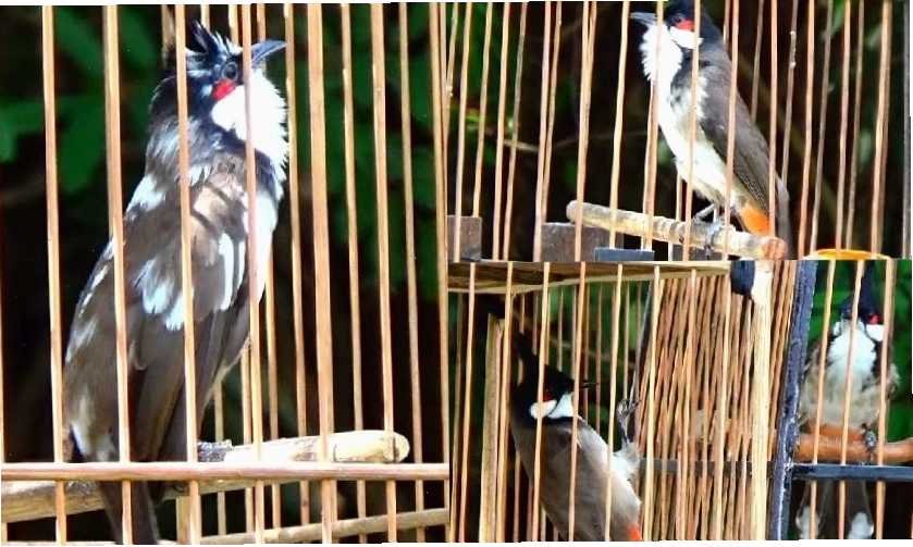 Chim chào mào bổi được bày bán tại các địa chỉ uy tín
