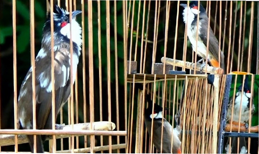 Chim chào mào được bày bán tại các cửa hàng chim uy tín
