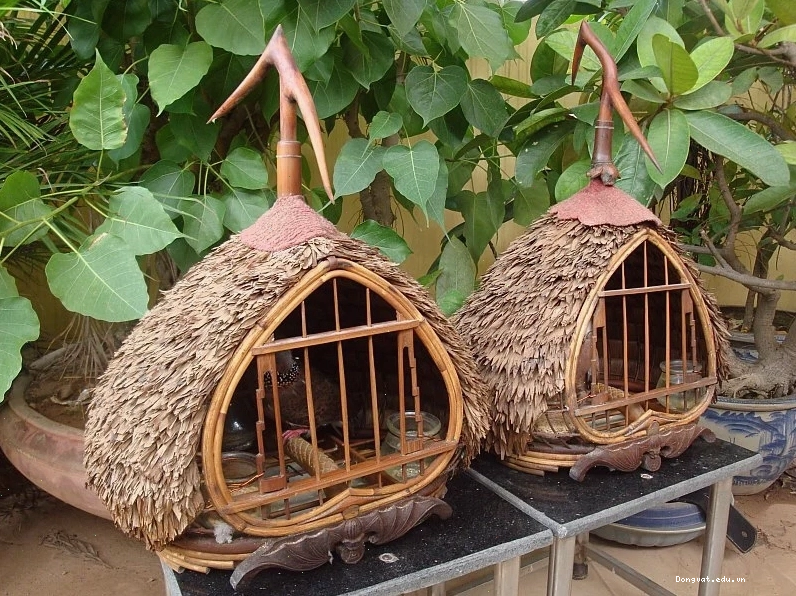 Chim cu gáy ghép đôi với bộ lông màu nâu đỏ và các đốm trắng trên cổ