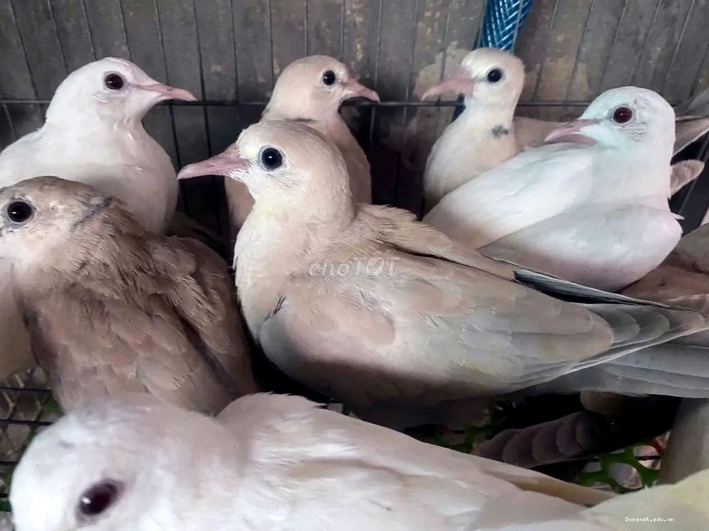 Chim cu gáy pháp với bộ lông màu trắng và các mảng màu đặc trưng