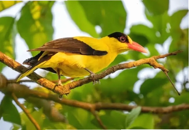 Chim Hoàng Anh sinh sống tại các vùng rừng thưa và cây bụi