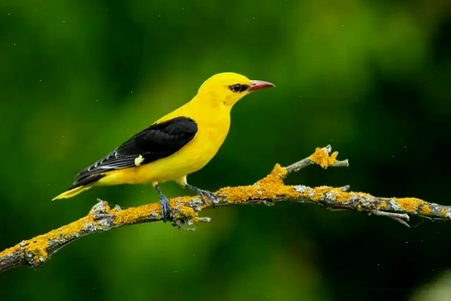 Chim Hoàng Oanh nổi bật với bộ lông vàng rực rỡ