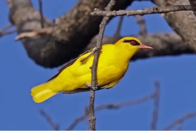Chim Hoàng Oanh tên khoa học Oriolus oriolus