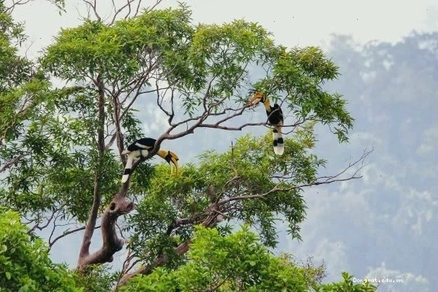 Chim hồng hạnh hót trên cành cây