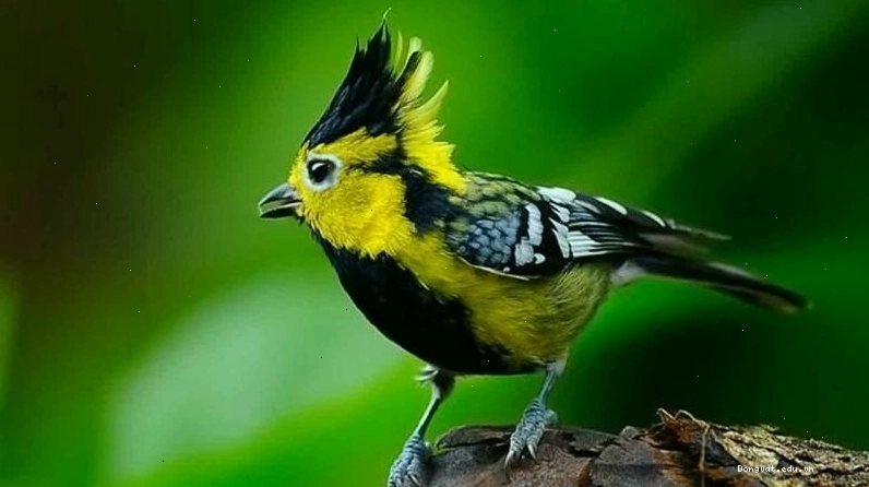Chim Khuyên với bộ lông màu vàng tươi tắn, kích thước nhỏ gọn