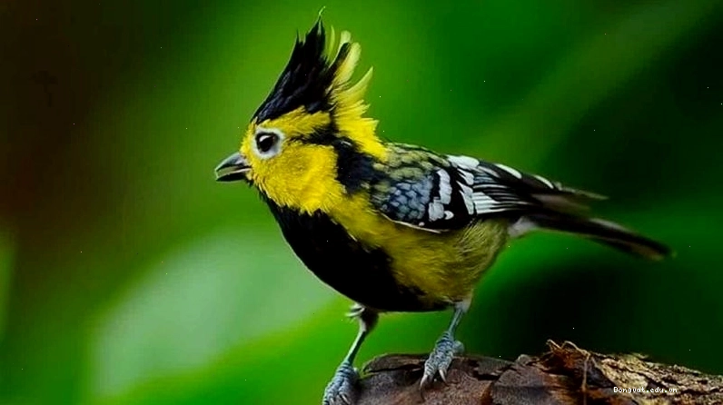 Chim Khuyên với bộ lông vàng óng và tiếng hót trong veo