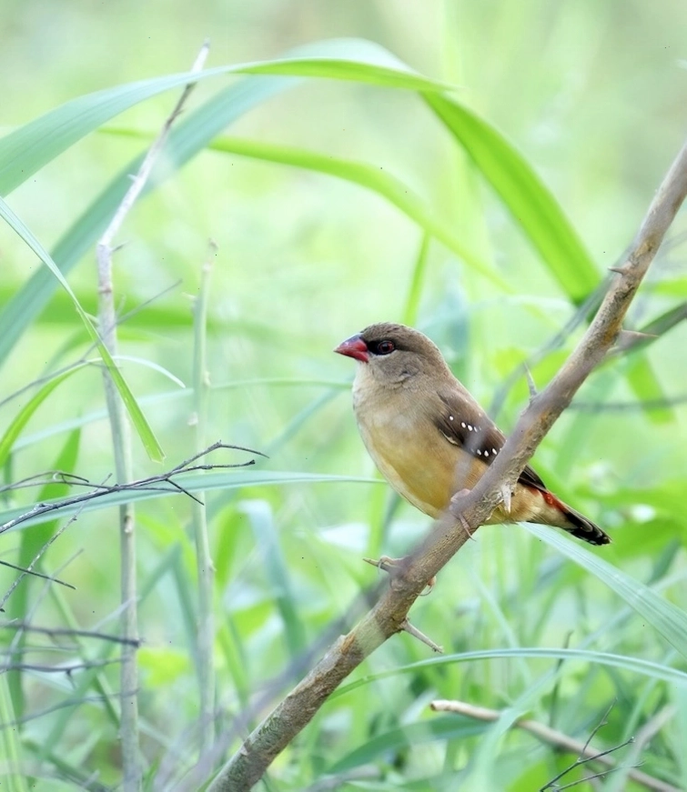 Chim mai hoa mái có bộ lông trầm màu hơn