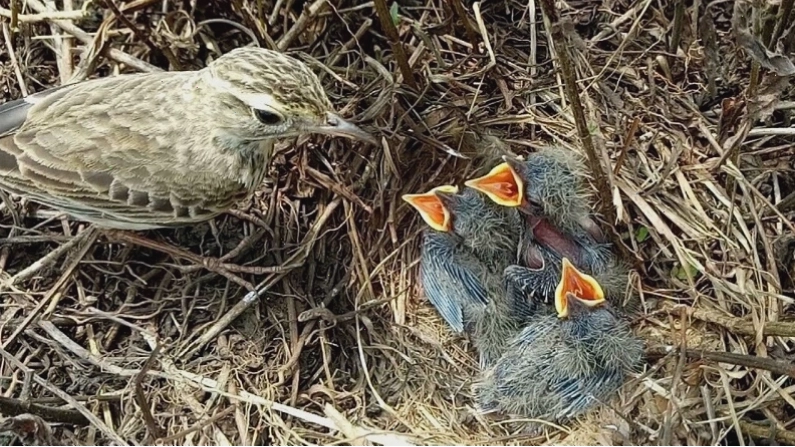 Chim Sơn Ca với giọng hót vang xa