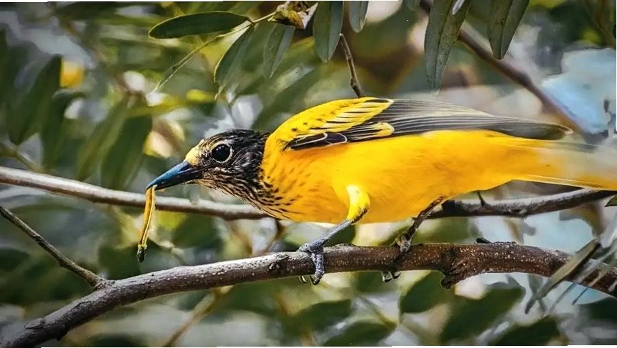 Chim vàng anh đang kiếm ăn trên cành cây